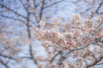 close up marco full bloom cherry blossom beauiful Sakura tree at japan cherry blossom  forecast pink asian flower perfact season to travel and enjoy japanese culture idea long weekend holiday relax