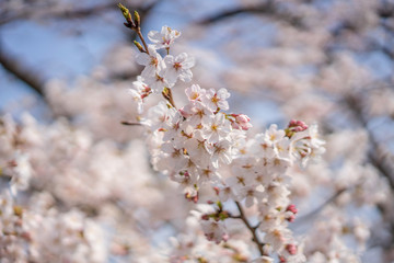 close up marco full bloom cherry blossom beauiful Sakura tree at japan cherry blossom  forecast pink asian flower perfact season to travel and enjoy japanese culture idea long weekend holiday relax