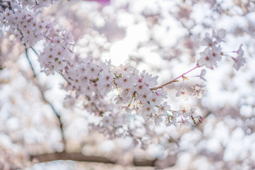 close up marco full bloom cherry blossom beauiful Sakura tree at japan cherry blossom  forecast pink asian flower perfact season to travel and enjoy japanese culture idea long weekend holiday relax