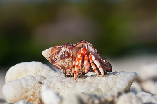 Hermit Crab