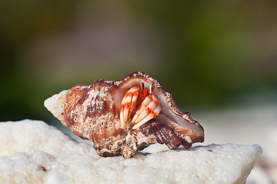 Hermit Crab