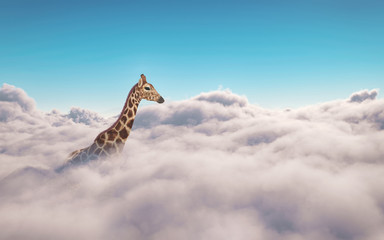 Giraffe above clouds. This is 3d render illustration - obrazy, fototapety, plakaty