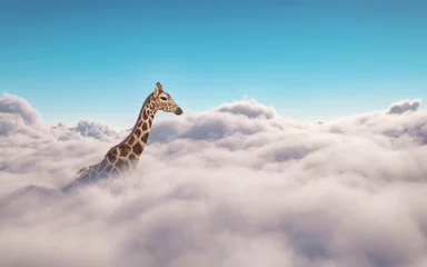 Giraffe above clouds. This is 3d render illustration © Orlando Florin Rosu