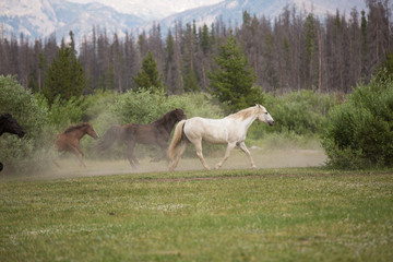 Horses in the Mountains