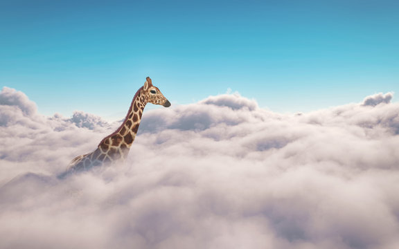Giraffe above clouds. This is 3d render illustration