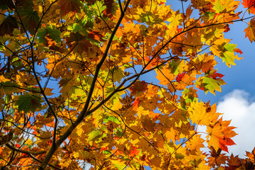 ハウチワカエデ