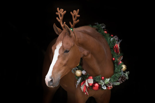 Christmas Horse black background