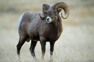 Rocky Mountain Bighorn Sheep - obrazy, fototapety, plakaty