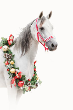 Arabian Horse Christmas