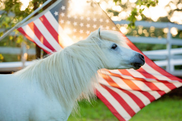 Red White and Blue Pony