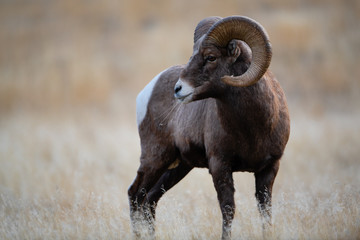Bighorn Sheep in Montana