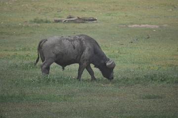 Fototapeta premium African Water Buffalo