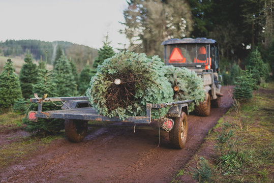 christmas tree on tractor at tree farm