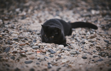 A beautiful black cat plays in the sand.
