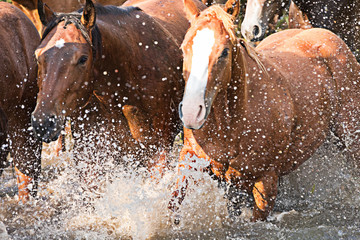 Horses Running through Water