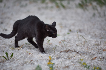 A beautiful black cat plays in the sand