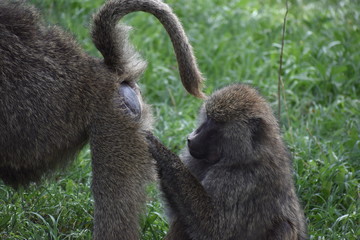 Baboon Butt