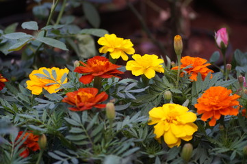orange flowers in the garden