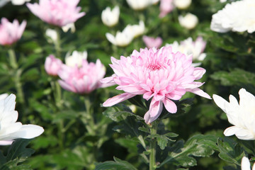 White and pink chrysanthemum flower in garden