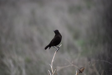 Black Bird