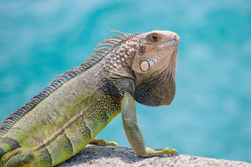 Close up of iguana on a sunny tropical island. 