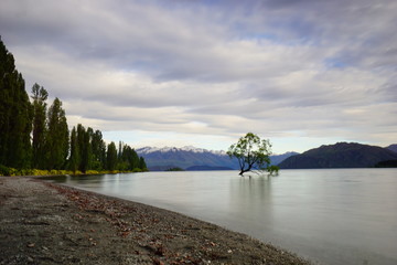 The lonely tree in the morning of spring time in Wanaka lake , Central Otago, New Zealand