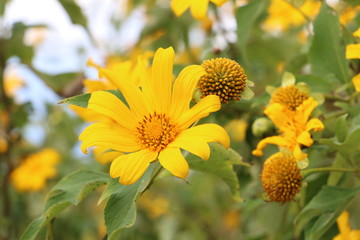 ทุ่งบัวตอง