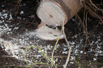 a freshly sawn Christmas tree lies on the ground to be sold as a Christmas tree