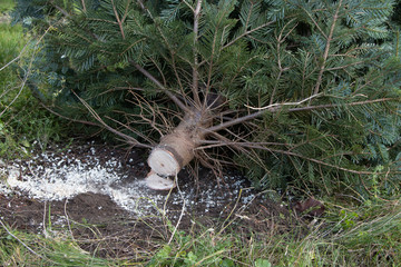 a freshly sawn Christmas tree lies on the ground to be sold as a Christmas tree