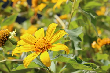 ทุ่งบัวตอง