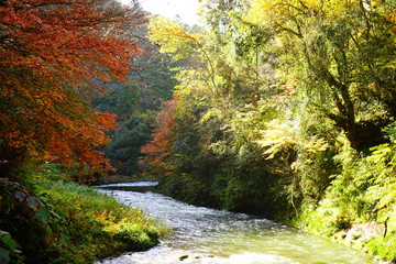 鶴仙渓の紅葉