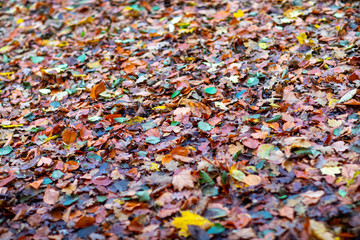 a lot of colourful foliage lies spread on the forest floor