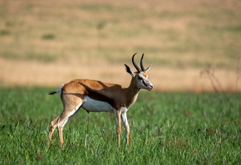Naklejka na ściany i meble A Springbok or Springbuck, on the South African plains.