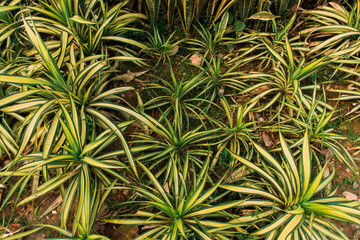 Pandanus baptistii Screw Palm in garden.