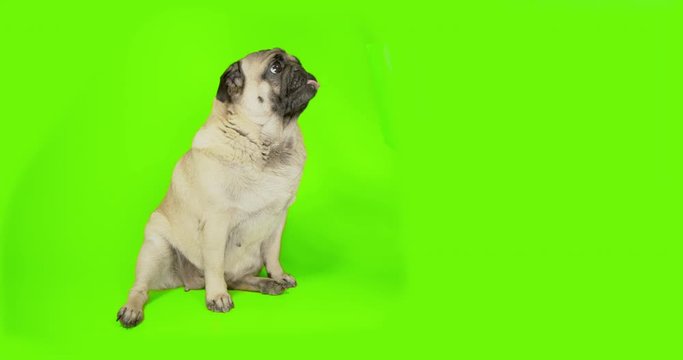Funny cute pug dog touching green screen object, scratching, clawing by paw something. High five. Green screen. Looking attentively, carefully, tilting head. Side view. Advertising concept.