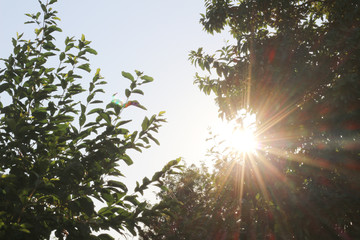 Fototapeta premium Natural landscape of sunshine with trees.
