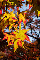 amazing autumn