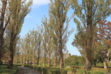 Obraz premium Avenue of poplars in autumn, Tokyo, Japan