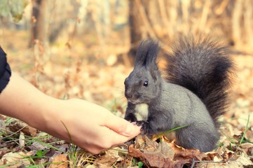 squirrel on tree