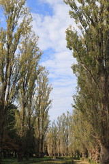 Avenue of poplars in autumn, Tokyo, Japan