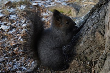 squirrel eating a nut