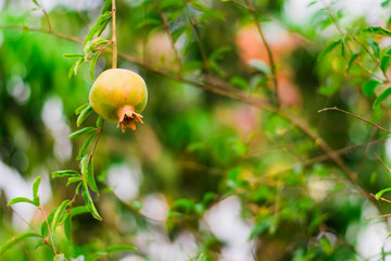 Pomegranate on tree at the morning