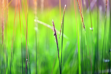 green grass with water drops