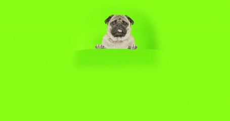 Cute funny pug dog standing behind some object, standing with forepaws, front paws on some raised platform. Looking to the camera. Green screen