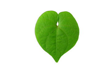 Green leaves isolated on white background. Green leaf  in heart shaped can used for love concept.