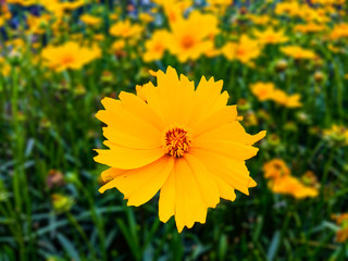 yellow flowers in garden
