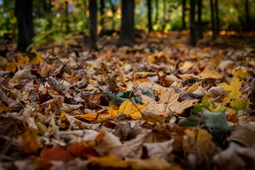 autumn leaves in the park