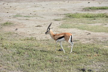 African Gazelle