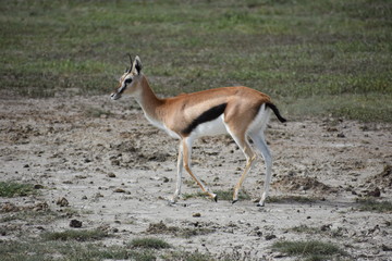 African Gazelle