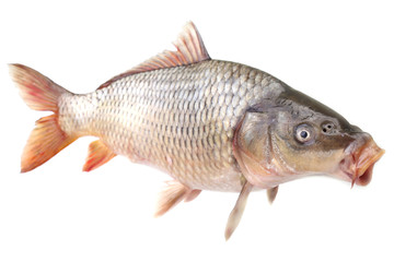 Carp fish on a white background